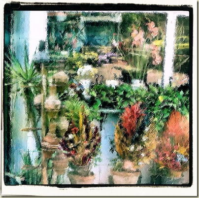 cairoflowers