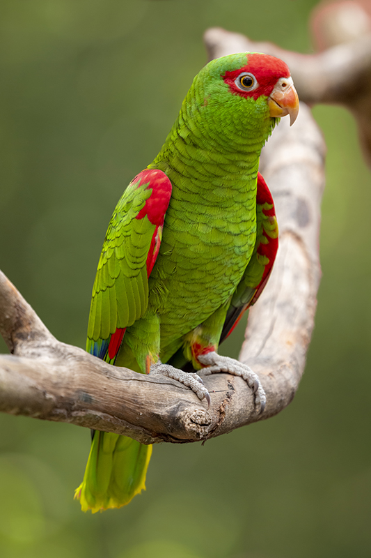 O papagaio-charão e as florestas de araucária: uma relação de dependência vital
