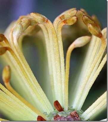 banksia-corridor-copy