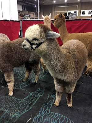 Four alpacas, one with its head out of frame and two in the background facing away, in a range of grey-browns and russet. The nearest one has a white face and socks, and is wearing a black halter.