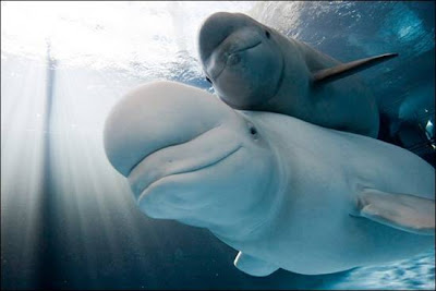 beluga-whales