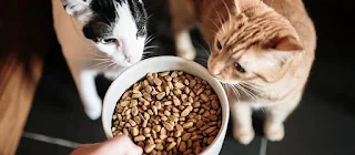 What is cat's favorite food? And what types should be avoided?