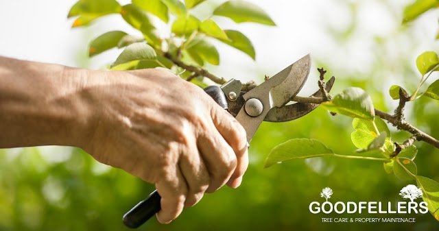 http://goodfellers.ie/tree-pruning/