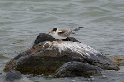 Visdief - Wytstirns - Sterna hirundo