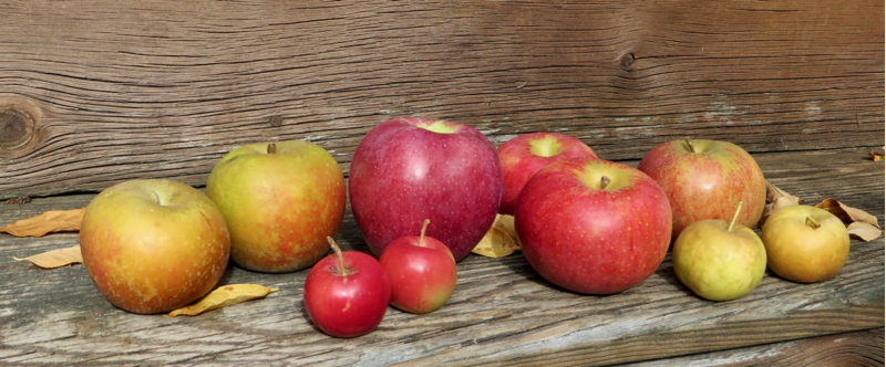 A medley of fall apples, red, yellow, and brown, of all sizes.