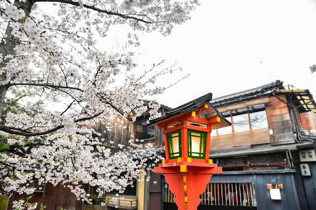 京都 祇園白川 櫻花 藝伎 和服 町家 燈籠 春天 雨