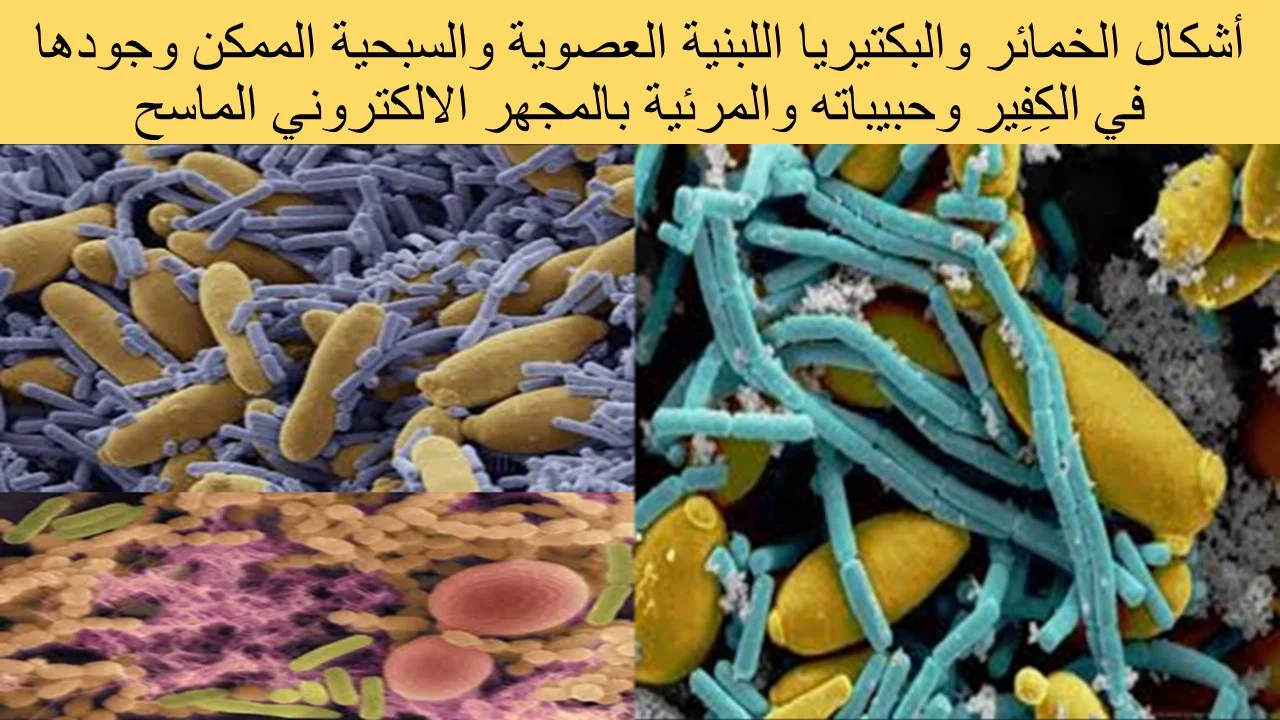 أشكال الخمائر والبكتيريا اللبنية العصوية والسبحية الممكن وجودها في الكِفِير وحبيباته والمرئية بالمجهر الالكتروني الماسح