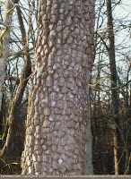 Persimmon bark