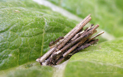 Orugas de psíquidos,palitos muy pequeños pegados colgando de una hoja de alcachofa