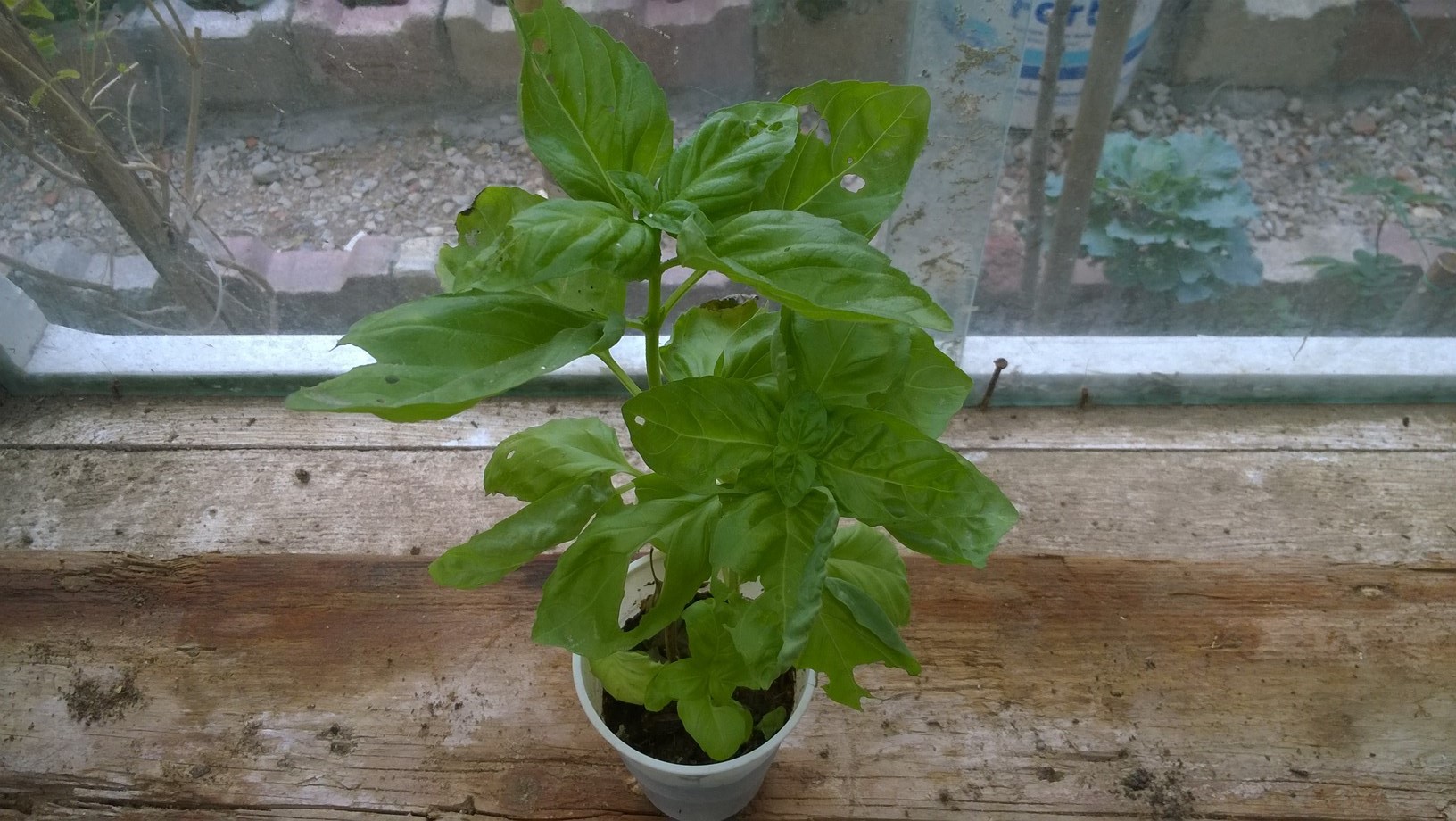 my sweet basil ready to be transplanted in my garden