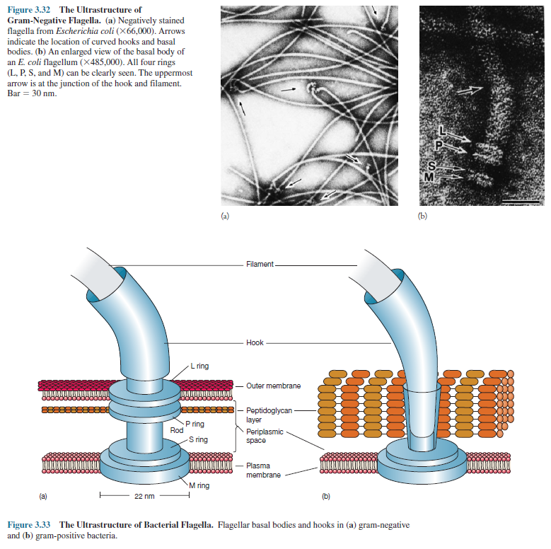 Ultrastructure of Bacterial Flagella