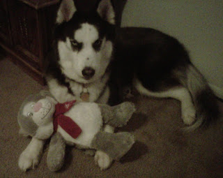 Kita cuddles with his Christmas gift.