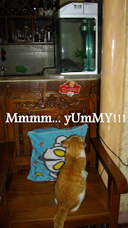 funny cat pictures