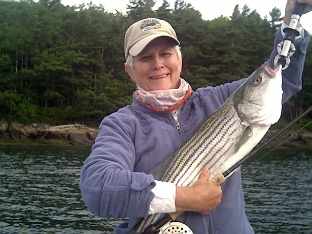 Average size of striped bass