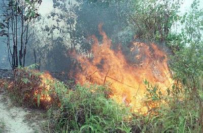 KERUSAKAN HUTAN DAN CARA MENGATASINYA Margaku Ambarita