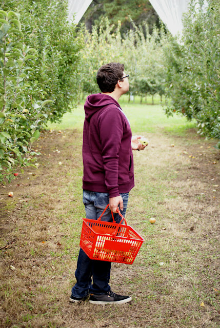 Apple Picking in Bilpin NSW - Pick Your Own Fruit Orchard, Bilpin Springs