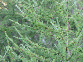 tamarack