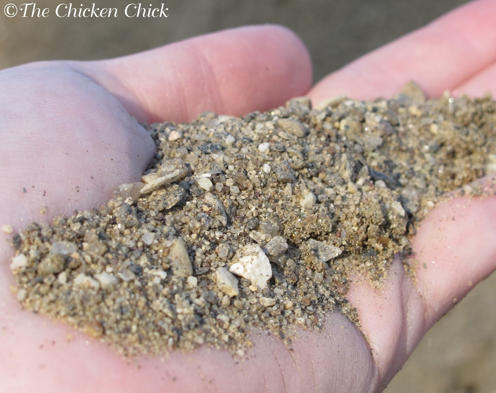 The Chicken Chick®: Chicken Coop Bedding: Sand, the Litter Superstar