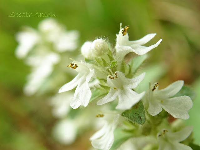 Ajuga reptans