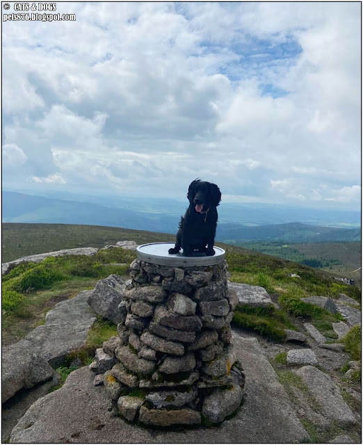 cocker spaniel