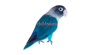 hobbyaana musk love bird