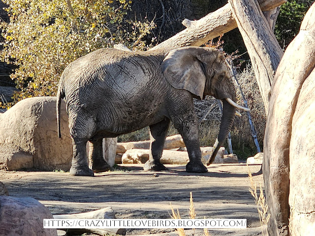 Elephant at the zoo