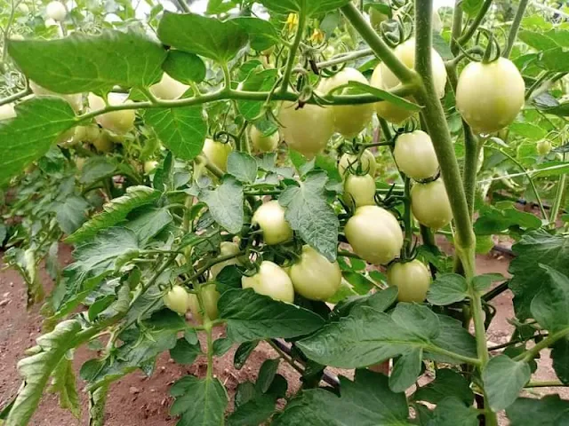 Alt: = "picture of garden egg farm"