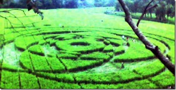 Photo-Crop-circle-jejak-UFO-di-berbah-Sleman-Yogyakarta-2011