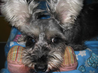 Miniature-Schnauzer