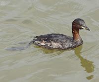 Zampullín común o zampullín chico (Tachybaptus ruficollis)