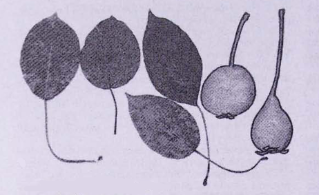 Груша обыкновенная (Pyrus communis)