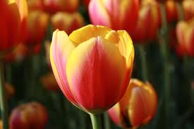 GAMBAR BUNGA  BUNGA  TULIP 