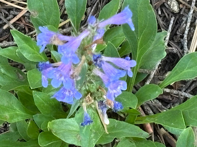 penstemon