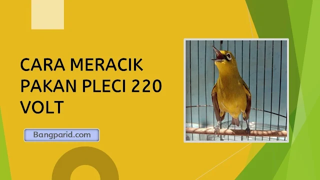 CARA MERACIK PAKAN PLECI 220 VOLT