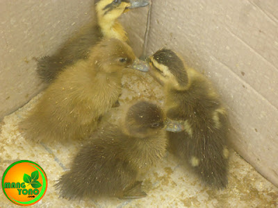 Cara menetaskan telur bebek dengan induk ayam kampung