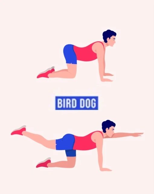 Bird Dog