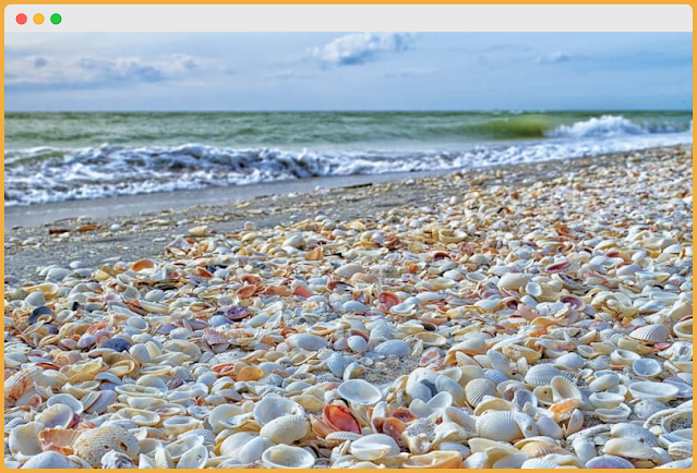 shell collecting in perth