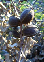 pecans in tree (4)