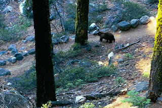 bear walking along hiking trail