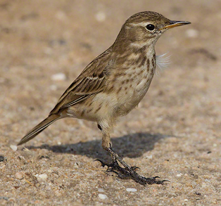 Water pipit  song mp3