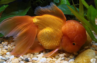 Oranda Goldfish