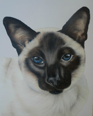 Pet Portrait Siamese Cat