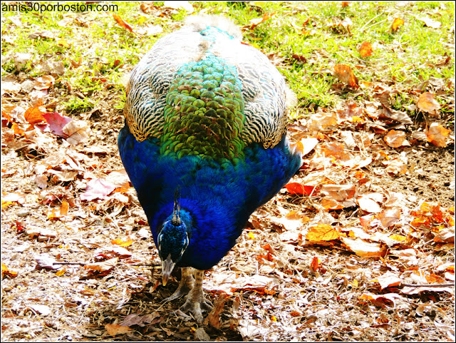 Granjas de Massachusetts: Animales de la Kimball Farm