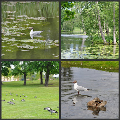 collage of bird images and a pond as described