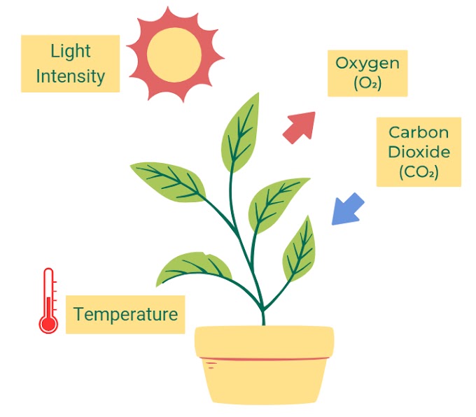 Photosynthesis and Limiting Factors | Light Intensity | Carbon dioxide Concentration | Temperature 