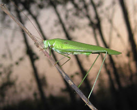 Sickle-bearing Bush-cricket female