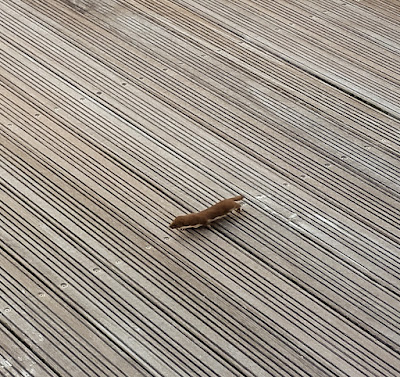 Photo of a weasel running along the pontoons at Maryport Marina