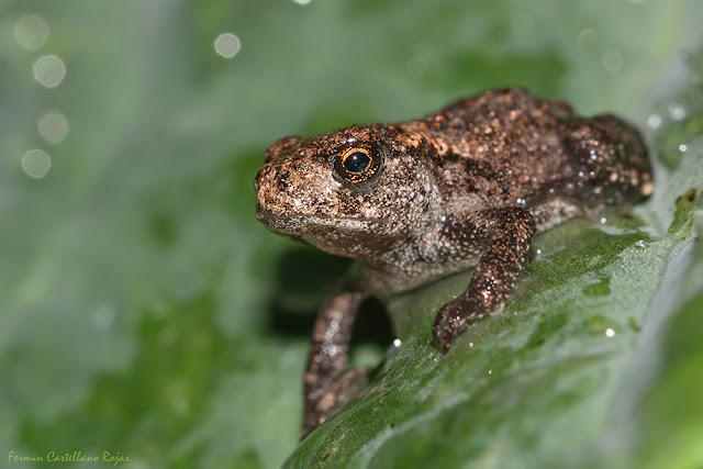 Sapo común (Bufo bufo)