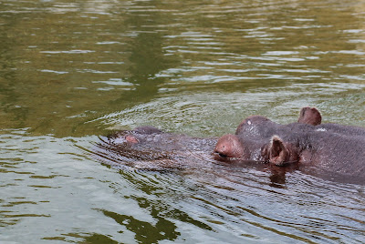 Nijlpaard - Nylhoars - Hippopotamus amphibius