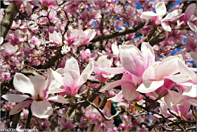 Magnolias en las Calles de Back Bay en Boston